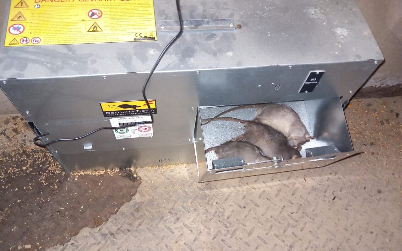 Détruirat Maxi-prises avec rats piégés