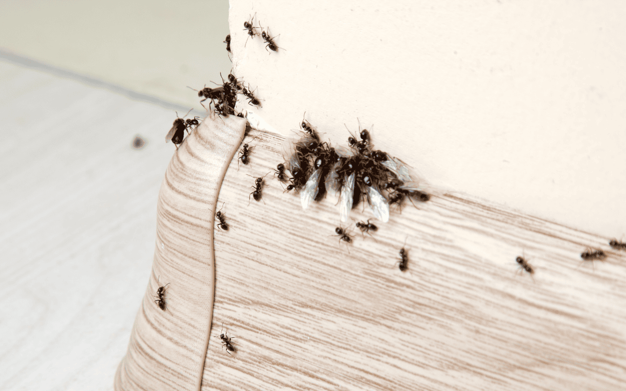 Invasion de fourmis dans une maison à Auxerre – traitement anti-fourmis professionnel ANS 3D